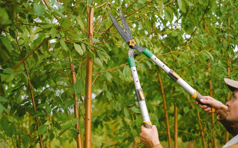 Tree trimming in Sprakers, NY